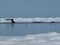 Bowhead whales, Balaena mysticetus, swimming in the Arctic of Canada