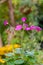 Bowie`s wood-sorrel Amarantha plant flowering