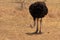 Bowing Ostrich (Struthio camelus)