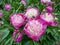 Bowl of beauty peony flowers, fully blooming.