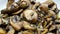 Bowl of cooked mushroom isolated on white background. Closeup