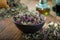 Bowl of dry Origanum vulgare or wild marjoram flowers. Bottle of essential oil