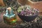 Bowl of dry Origanum vulgare or wild marjoram flowers. Bottle of essential oil or infusion