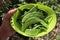 A bowl full of fresh green vegetable beans harvested from the organic kitchen garden