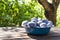 Bowl full of ripe and juicy pulms on the wooden table.Garden and natural light.Empty space