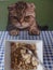 Bowl of granola, yoghurt and banana being eyed up by a cat