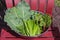 Bowl of Harvested Greens