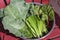 Bowl of Harvested Greens