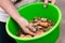 Bowl of organic horse fodder