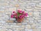 Bowl of purple (petunia) hanging from a rough stone wall of a country house