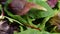 Bowl of salad leaves