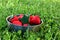 A bowl of sewen strawberries in the grass