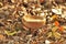 Bowl Shaped Bolete Mushroom in Autumn Leaves