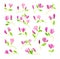 Bowl-shaped Magnolia Fragrant Purple Flower Buds on Green Stalk Big Vector Set