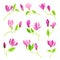 Bowl-shaped Magnolia Fragrant Purple Flower Buds on Green Stalk Vector Set