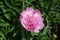 Bowl-shaped pink flower of common peony in mid May