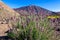 Bowles perennial wallflower with scenic view on volcano Pico del Teide in Mount El Teide National Park, Tenerife, Canary Islands