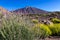 Bowles perennial wallflower with scenic view on volcano Pico del Teide in Mount El Teide National Park, Tenerife, Canary Islands