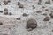 Bowling Field, Ischigualasto National and jurasic Park, Moon Valley, San Juan, Argentina. world heritage site, and a major