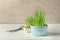 Bowls with sprouted wheat grass and scissors on white wooden table