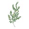 Box or boxwood plant isolated on white background. Natural drawing of poisonous wild evergreen shrub used in herbal