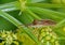 Box Bug. Gonocerus acuteangulatus on Cow Parsley flowers in a hedgerow