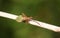 A Box Bug Gonocerus acuteangulatus perched on a twig.