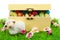 Box of easter eggs and cute sheep