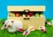 Box of easter eggs and cute sheep