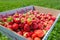 Box full of fresh organic strawberries in the field