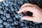 Box full of perfect fresh blueberries. Child`s hand picking a berry