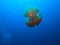 Box jelly fish on Great Barrier Reef Australia