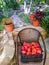 a box with a large crop of sweet red peppers in the garden , raw vegetables