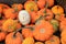 Box of Mini Pumpkins