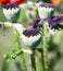 Box of Oriental poppy close-up after dew with blurred background