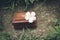 Box and Plumeria close up on grass, Special Gifts