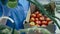 A box with red tomatoes is getting filled by the hothouse worker