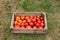 Box of red tomatoes, useful fresh vegetables