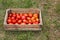 Box of red tomatoes, useful fresh vegetables