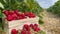 Box with ripe fresh strawberries in strawberry field fruit farm.