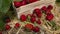 Box with ripe fresh strawberries in strawberry field fruit farm.