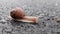 Box snail, slug moving slowly on asphalt road, after summer rain.