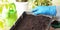 A box with soil in hand, prepared for sowing tomato seeds in a box for growing rossada, against a background of tomato leaves and