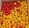 Box of tasty red and yellow cherry tomatoes ready to eat and super juicy