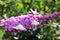 Box tree moth butterflies eating nectar on the flowers of a butterfly-bush