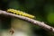 Box tree moth caterpillar, Cydalima perspectalis, closeup feeding