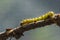 Box tree moth caterpillar, Cydalima perspectalis, closeup feeding