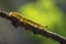 Box tree moth caterpillar, Cydalima perspectalis, closeup feeding