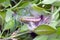 Box tree moth Cydalima perspectalis pupa in the garden on common box