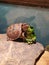 Box turtle climbing on a frog statue